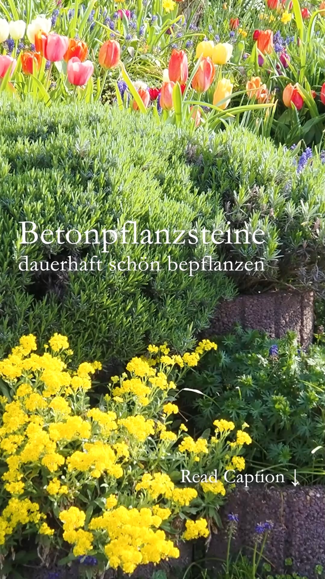 Betonpflanzsteine dauerhaft schön bepflanzen

Eine Gartenmauer aus Betonpflanzsteinen kann durchaus ein blühender Garten sein und ein Paradies für Bienen, Schmetterlinge und andere Insekten. 

Wichtig ist die richtige Auswahl der Pflanzen. A und O sind:
+ Der richtige Standort. Sonnenanbeter in die Sonne, Schatten verträgliche Stauden in den Halbschatten oder Schatten.
+ Zukunftsstauden, die mit Trockenheit & Hitze gut zurechtkommen. Denn Pflanzsteine saugen Wasser auf, das den Pflanzen dann nicht mehr zur Verfügung steht.
+ Gute Pflanzerde, gerne mit Perlite gemischt, damit sich Feuchtigkeit länger hält.
+ Gute Drainage, damit keine Staunässe entsteht.
+ Setzen Sie keine Gehölze, denn über kurz oder lang kümmern diese in den beengten Pflanzsteinen. Rausmachen ist dann extrem schwierig und kann sogar den Stein sprengen.
+ Ausnahme: Halbsträucher wie Zwerg-Ginster, Lavendel oder Bartblume. Sie sind das ganze Jahr über attraktiv und absolut pflegeleicht. Kein Gießen, kein Düngen erforderlich.
+ Säen Sie zwischen Stauden Sommerblumen wie Goldmohn, Klatschmohn, Kornblumen oder Wucherblumen. Sie beleben die Gartenmauer und erhalten sich durch Selbstaussaat.
+ Zwiebelblumen sorgen schon früh im Jahr für Farbe und Futter für die Bienen. Bevorzugen Geophyten zum Verwildern.
+ Polsterstauden wie Schleifenblume Iberis oder verschiedene Fetthennen / Sedum sind das ganze Jahr über grün und überwuchern mit der Zeit harte Steinkanten.

Im Blog: Tipps zum Bepflanzen sowie Pflanzlisten für Betonpflanzsteine in sonniger, halbschattiger und schattiger Lage

https://www.wo-blumenbilder-wachsen.de/betonpflanzsteine-bepflanzen/
Kurz: http://www.insbeet.de/Pflanzsteine

#gartenmauer #pflanzsteine #betonpflanzstein #pflanzkübel #gartengestaltung #gartenblog #garteninspiration #beton #pflanzen #gärtnern #steinmauer #stauden #pflanzplan #blumengarten #terrassieren #lebenmitblumen #gartentipps #gartenwissen