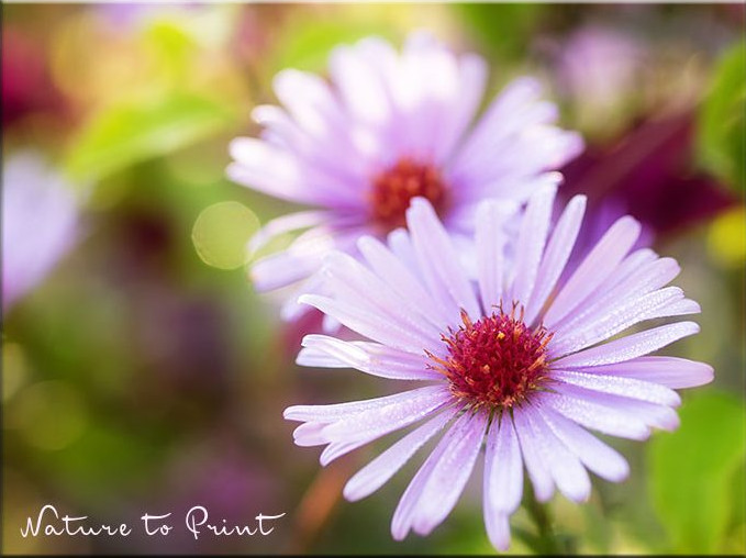 Spaß mit Sternblumen im goldenen Herbst, Blumenbild auf Leinwand oder Kunstdruck Spaß mit Sternblumen im goldenen Herbst, Blumenbild auf Leinwand oder Kunstdruck