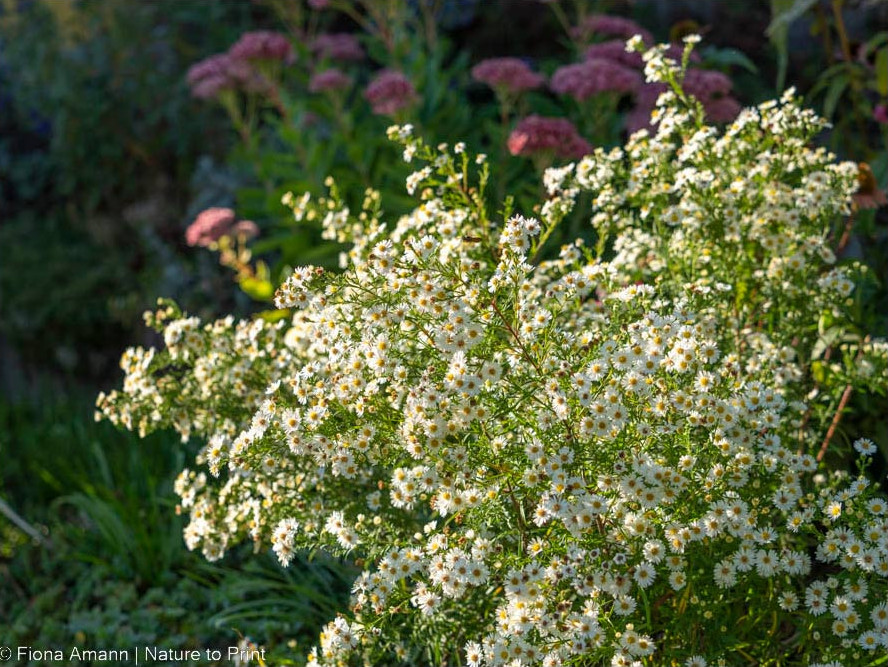 Die Myrtenaster, auch Erika-A. oder Septemberkraut genannt, wird, je nach Standort, bis zu einem Meter hoch und wächst breitbuschig. Die Myrtenaster, auch Erika-A. oder Septemberkraut genannt, wird, je nach Standort, bis zu einem Meter hoch und wächst breitbuschig.