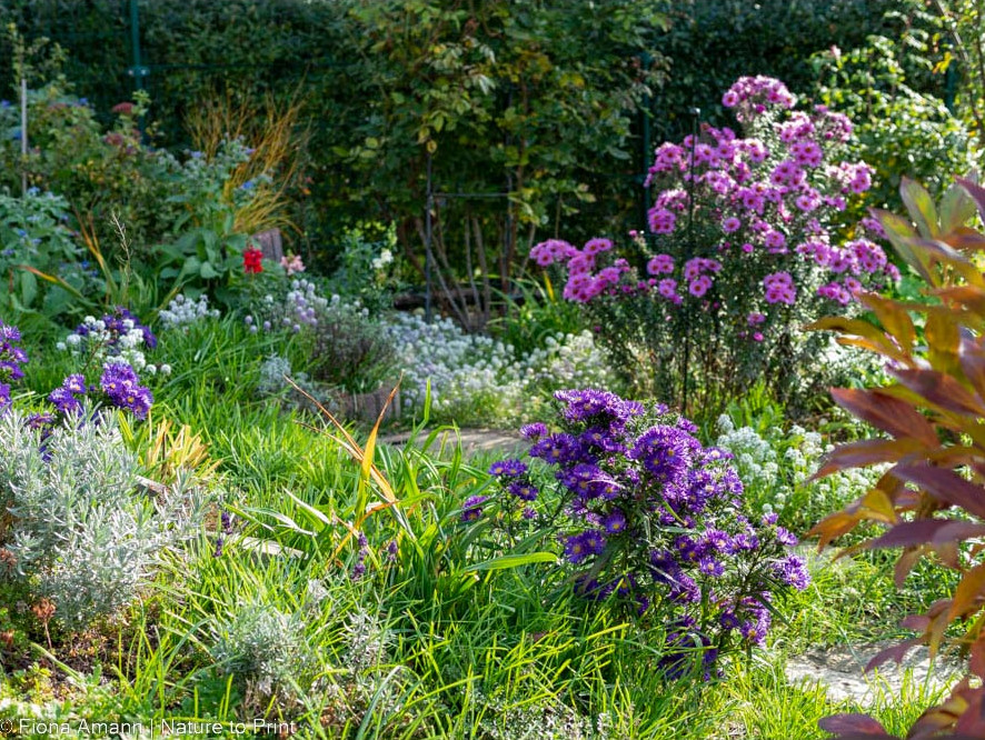 Im Hintergrund: eine mittelhohe Aster mit pinken Blüten. Davor eine Kissenaster und jede Menge Duftsteinrich. Im Hintergrund: eine mittelhohe Aster mit pinken Blüten. Davor eine Kissenaster und jede Menge Duftsteinrich.