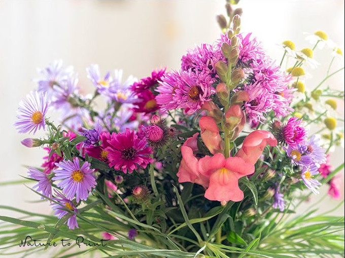 Ein bunter Herbststrauß mit späten Sternblumen, Löwenmäulchen & Mutterkraut Ein bunter Herbststrauß mit späten Sternblumen, Löwenmäulchen & Mutterkraut