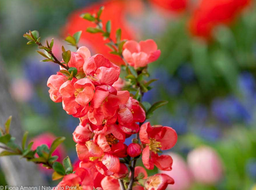 Japanische Zierquitte, Kleinstrauch mit vielen Talenten.