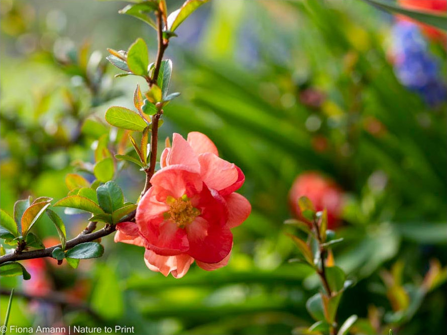 Japanische Zierquitte 'Pink Trail', wächst unter einem Kugel-Amberbaum und fängt zusätzlich eine Böschung ab.