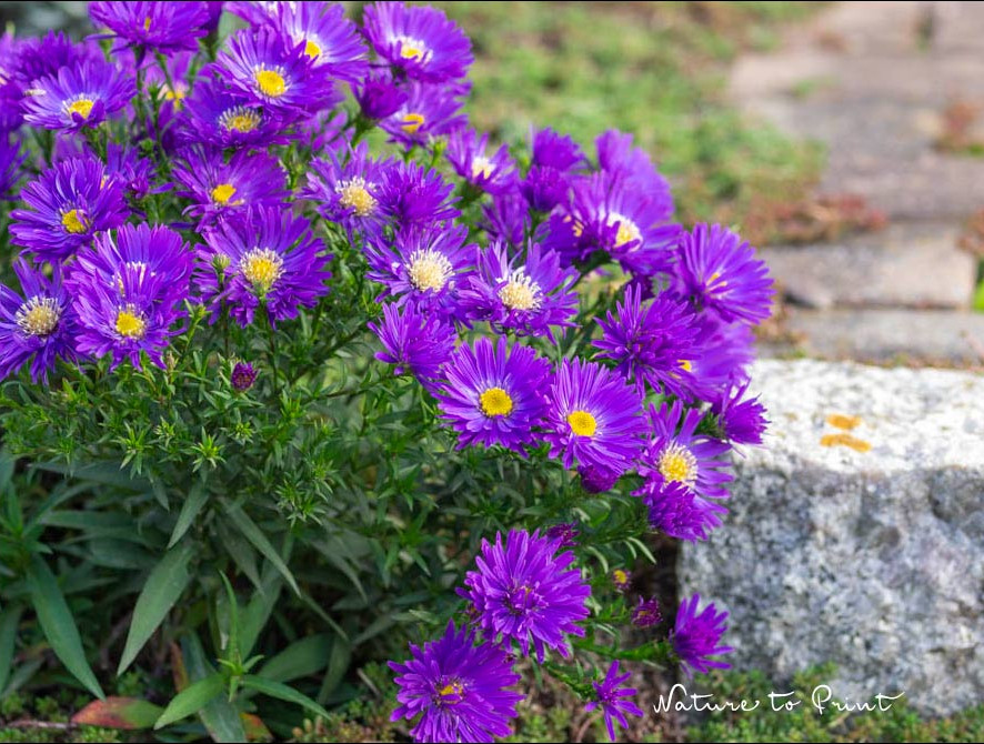 Kissensternblumen gehören in den Vordergrund von Beeten und begleiten Wege Kissenastern gehören in den Vordergrund und begleiten Wege