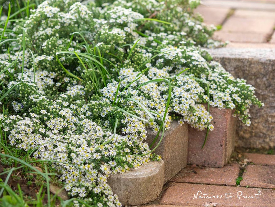'Snow Flurry' entschärft Stufen und Kanten. Sie blüht spät (Oktober) und überreich. 'Snow Flurry' entschärft Stufen und Kanten. Sie blüht spät (Oktober) und überreich.