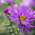 Astern. Viele, viele, bunte Sternblüten machen den Herbst 10 Astern, viele Sternblüten machen den Herbst