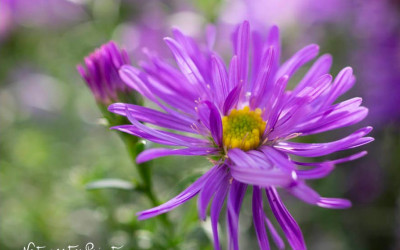 Astern. Viele, viele, bunte Sternblüten machen den Herbst