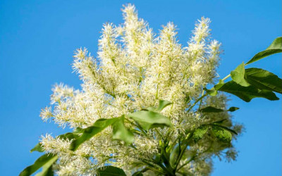 Die Säulen-Blumenesche. Bildschöner Klimabaum für die Sonne