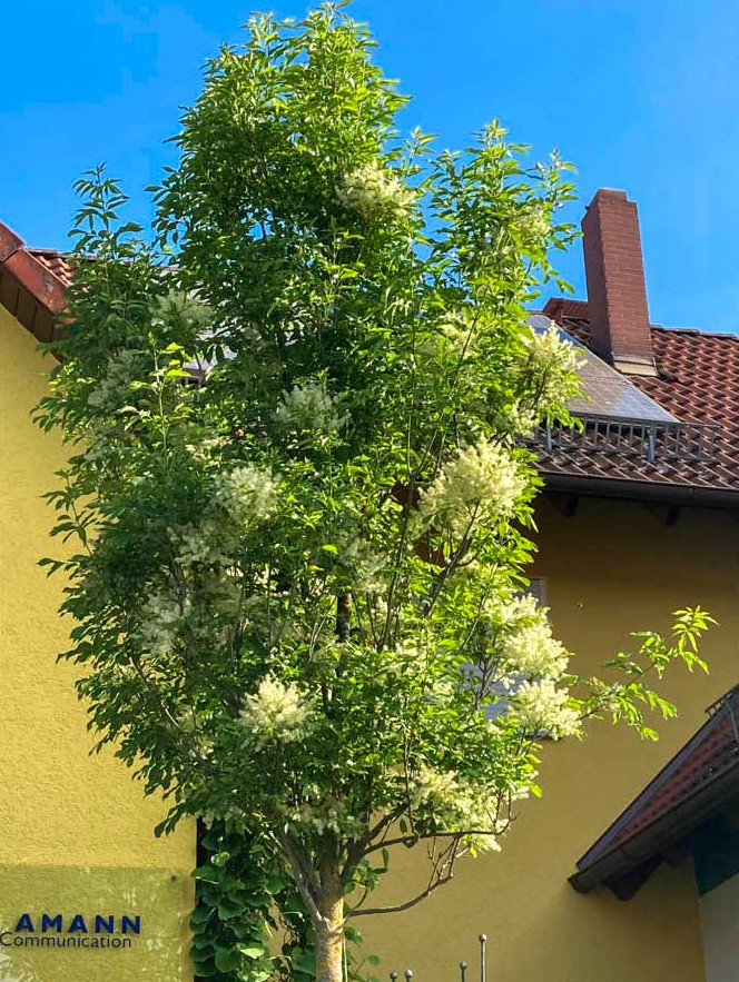 Fraxinus ornuns Obelisk ist etwa 11-12 Jahre alt