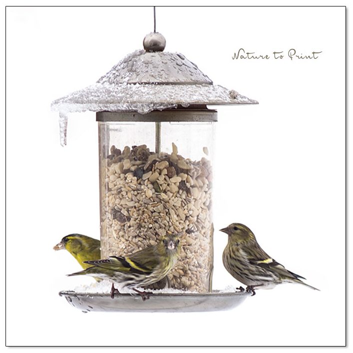 Der Ziergarten im Dezember bleibt Heimstätte für Gartenvögel 