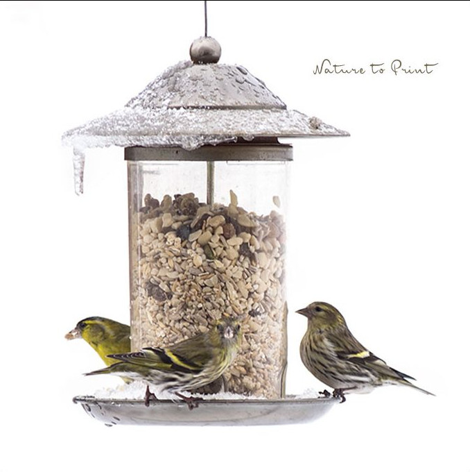 Erlenzeisige am Futtersilo. Im Dezember kommen auch Durchreisende aus dem Norden zu Besuch. Gut, wenn sie dann genügend Futter finden. Der Ziergarten im Dezember bleibt Heimstätte für Gartenvögel