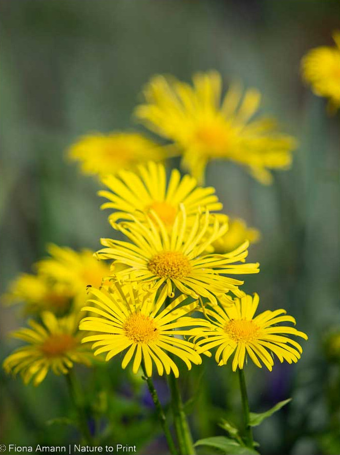 Gemswurz/ Gämswurz, die gelbe Frühlingsmargerite und Bienenweide