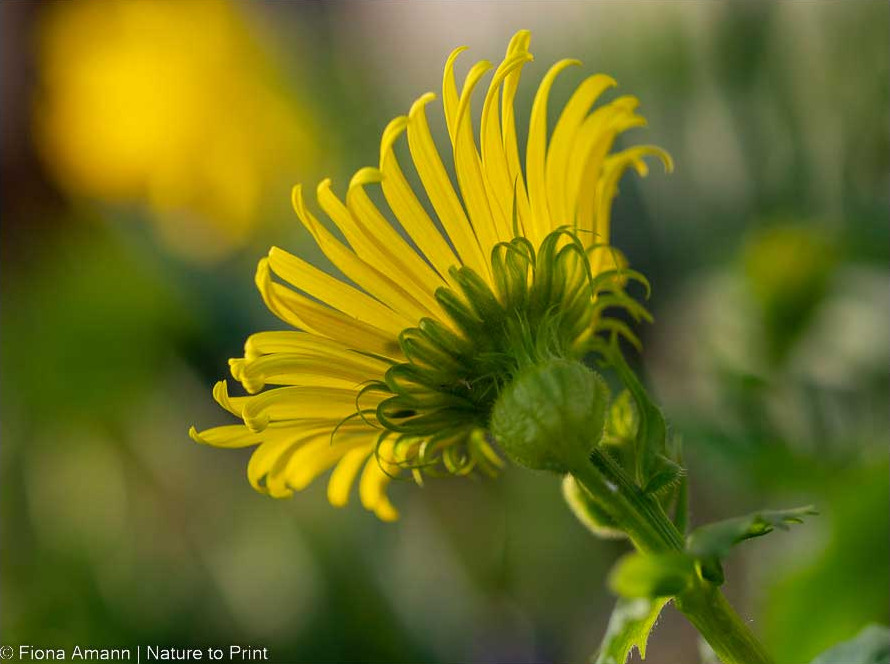 Gemswurz/ Gämswurz, die gelbe Frühlingsmargerite und Bienenweide