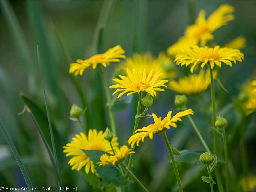 Gemswurz/ Gämswurz, die gelbe Frühlingsmargerite und Bienenweide