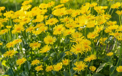 Gemswurz, die fröhlich, gelbe Frühlingsmargerite für den Staudengarten