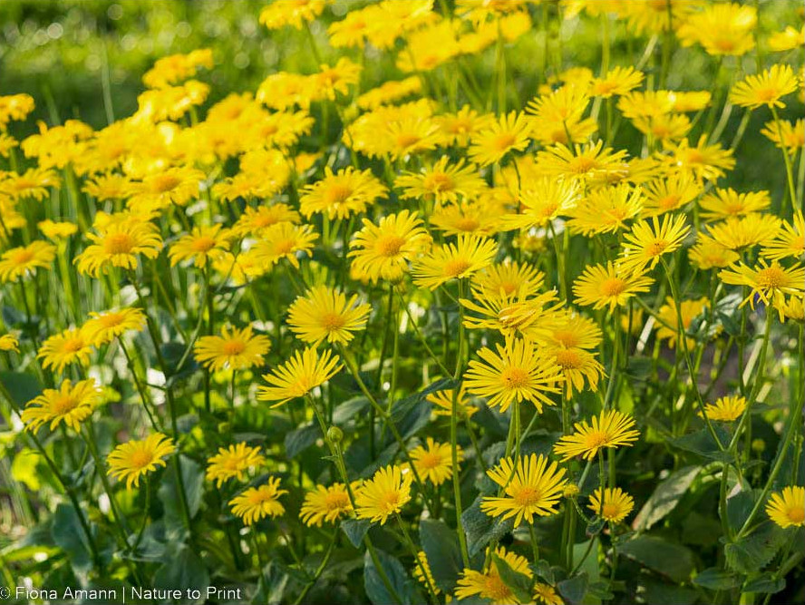 Gemswurz, die fröhlich, gelbe Frühlingsmargerite für den Staudengarten