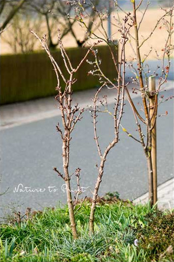 Säulenholunder 'Black Tower' an der Grundstücksgrenze im Garten von Nature to Print