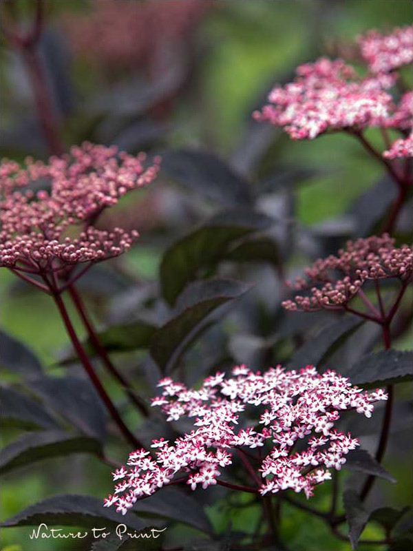 Rosa-weiße Blüten des Rotblättrigen Schwarzen Holunders