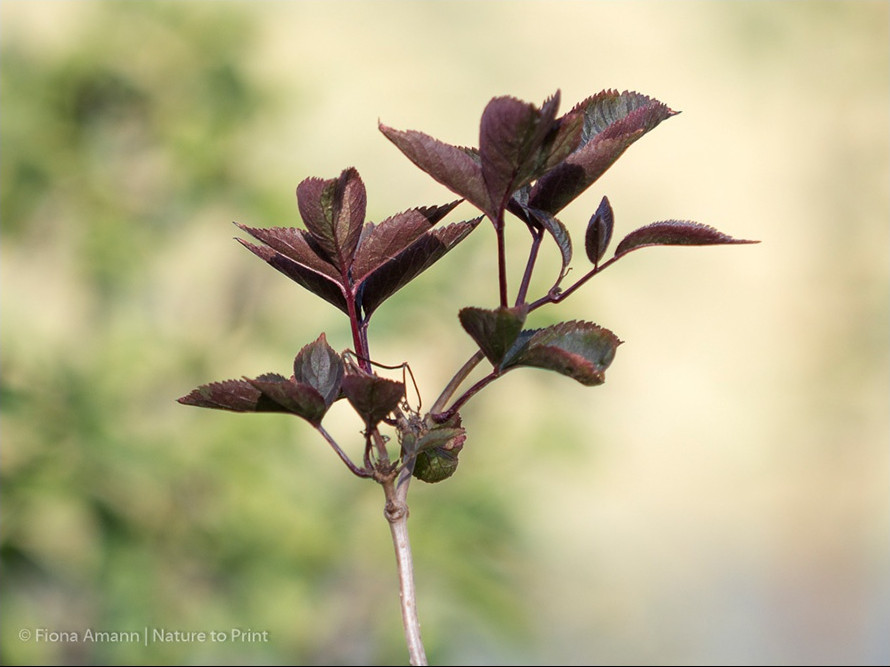 Frischer Blattaustrieb Holunder Black Beauty