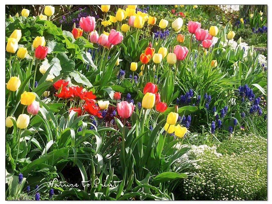 Ziergarten im Dezember | Je mehr Blumenzwiebeln, desto bunter der Frühling
