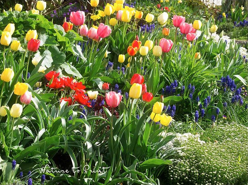 Klotzen, nicht kleckern: Je mehr Blumenzwiebeln, desto bunter der Frühling Ziergarten im Dezember | Je mehr Blumenzwiebeln, desto bunter der Frühling
