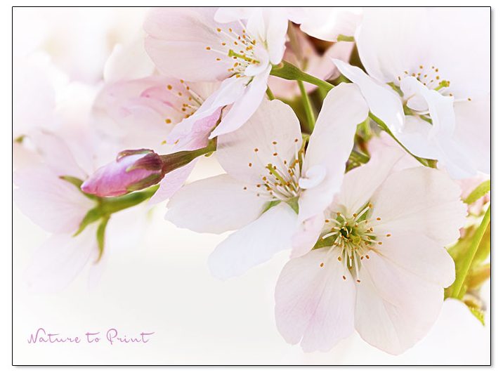 Barbarazweig: So hübsch kann eine Zierkirsche auch an Weihnachten blühen