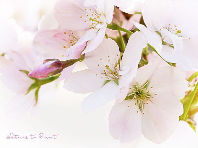 Barbarazweig: So hübsch kann eine Zierkirsche auch an Weihnachten blühen Barbarazweig: So hübsch kann eine Zierkirsche auch an Weihnachten blühen