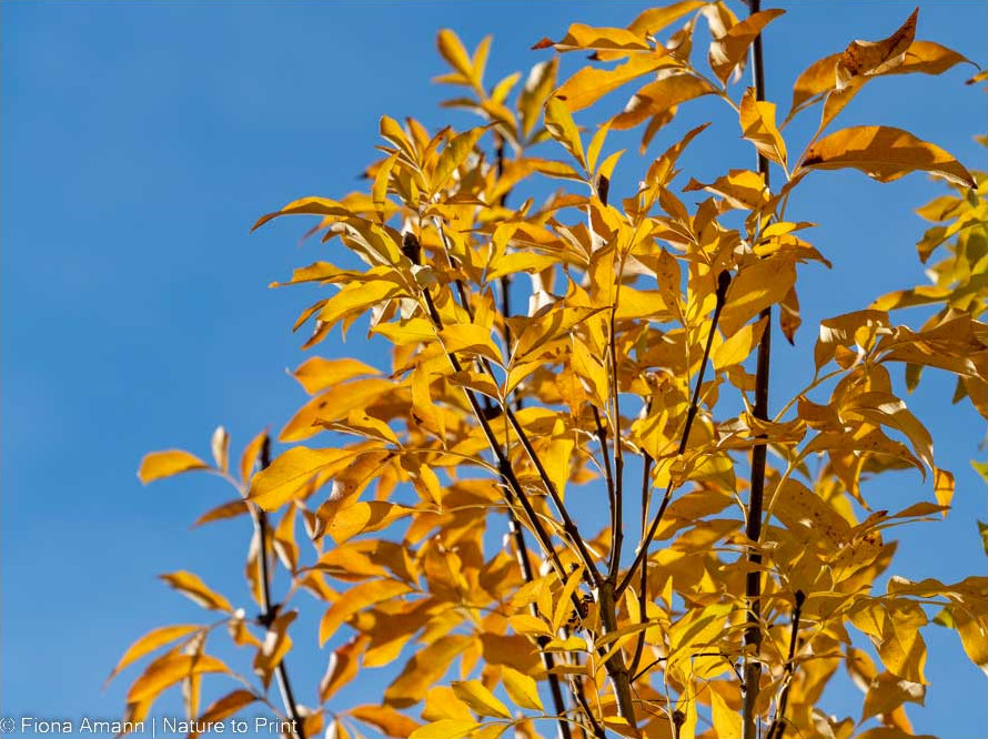 Die Säulen-Blumenesche behält sehr lange ihr goldenes Herbstkleid. Erst Anfang Dezember fallen die letzten Blätter Die Säulen-Blumenesche im goldenen Herbstkleid.