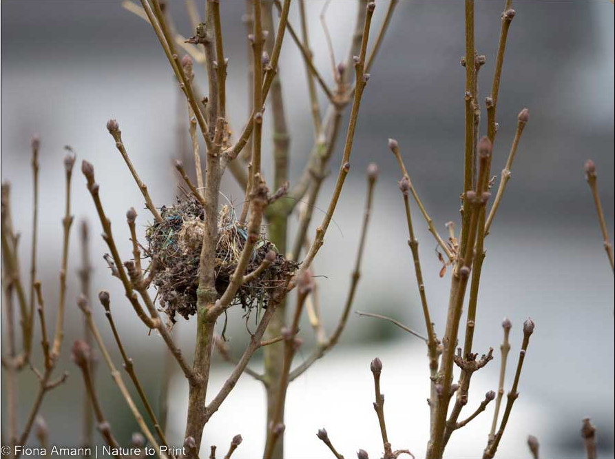 Ein Stieglitz-Nest in der Säulen-Blumenesche
