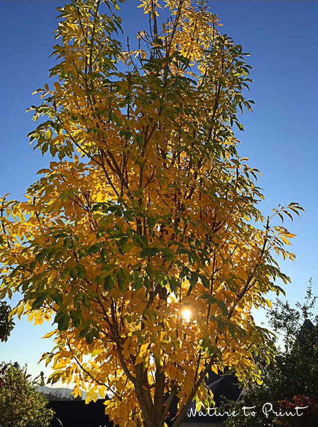 Fraxinus ornus Obelisk begeistert im Herbst durch leuchtend gelb-orange Blätter, die erstaunlich lange hängen bleiben. Fraxinus ornus Obelisk begeistert im Herbst durch leuchtend gelb-orange Blätter