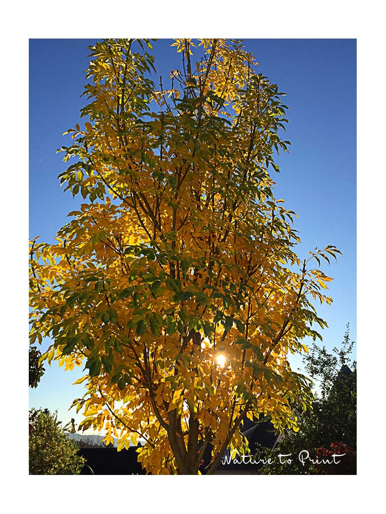 Fraxinus ornus Obelisk begeistert im Herbst durch leuchtend gelb-orange Blätter