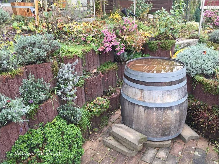 Ziergarten im Dezember: Ein Regenfass aus Holz im Winter falsch herum aufzustellen ist richtig und wichtig damit es weder platzt, noch fault Ein Regenfass aus Holz im Winter falsch herum aufzustellen ist richtig und wichtig damit es weder platzt, noch fault
