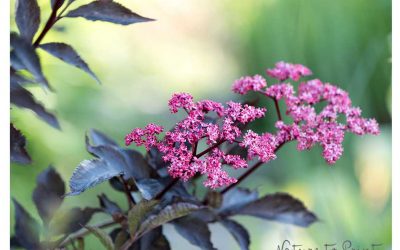 Rotblättriger Schwarzer Holunder, auffallend hübsches Ziergehölz für kleine Gärten