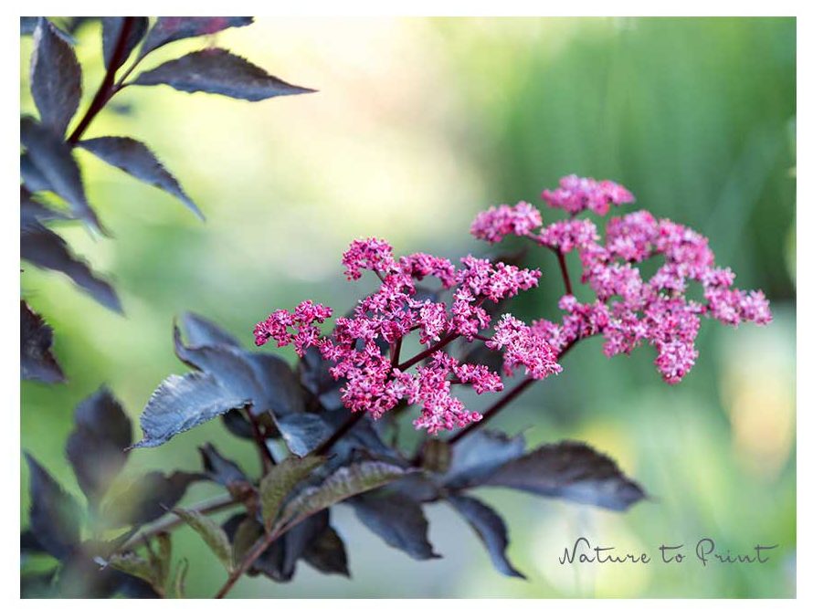 Rotblättriger Schwarzer Holunder, rosa-weiße Blüte