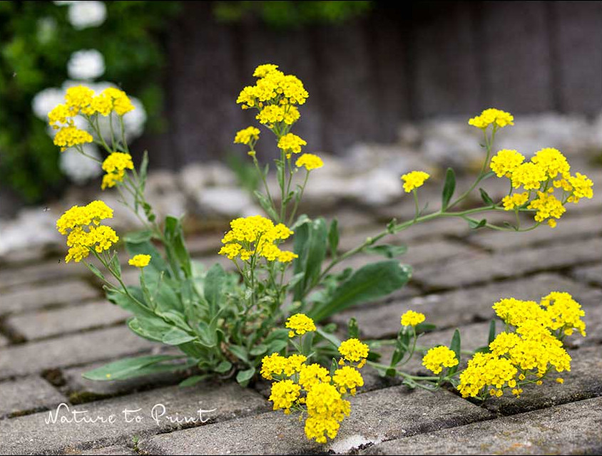 Felsensteinkraut wächst überall, auch in Mauern und Pflasterfugen Felsensteinkraut wächst überall, auch in Mauern und Pflasterfugen