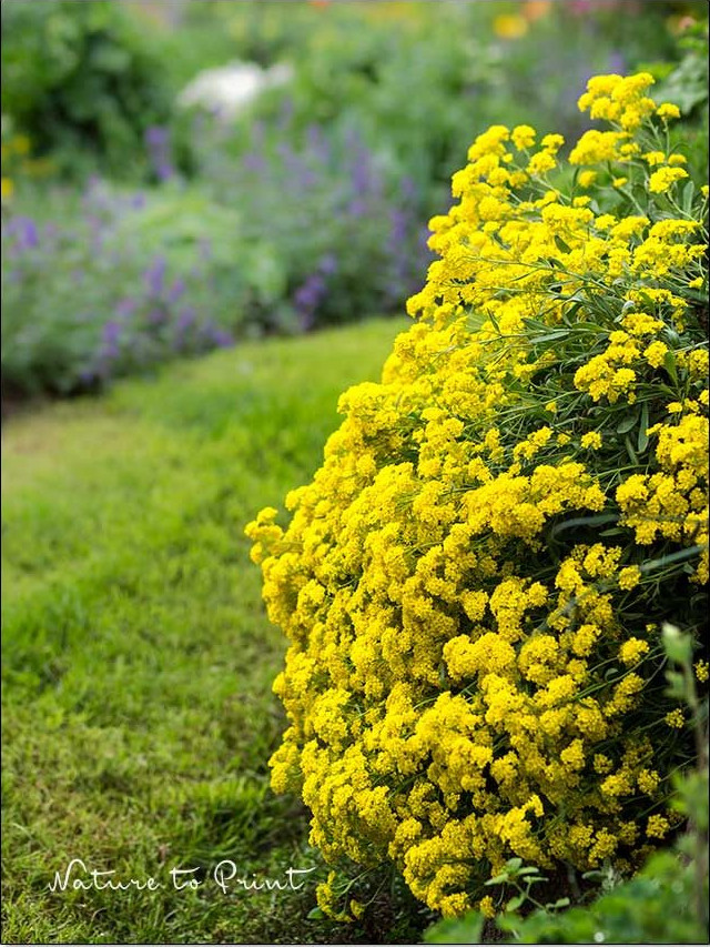 Felsensteinkraut wallt eine Trockenmauer hinunter