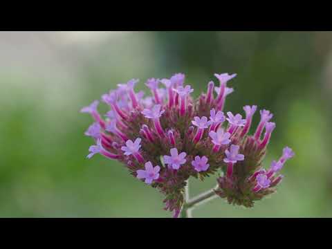 Dauerblher und Superstauden fr Garten und Balkon