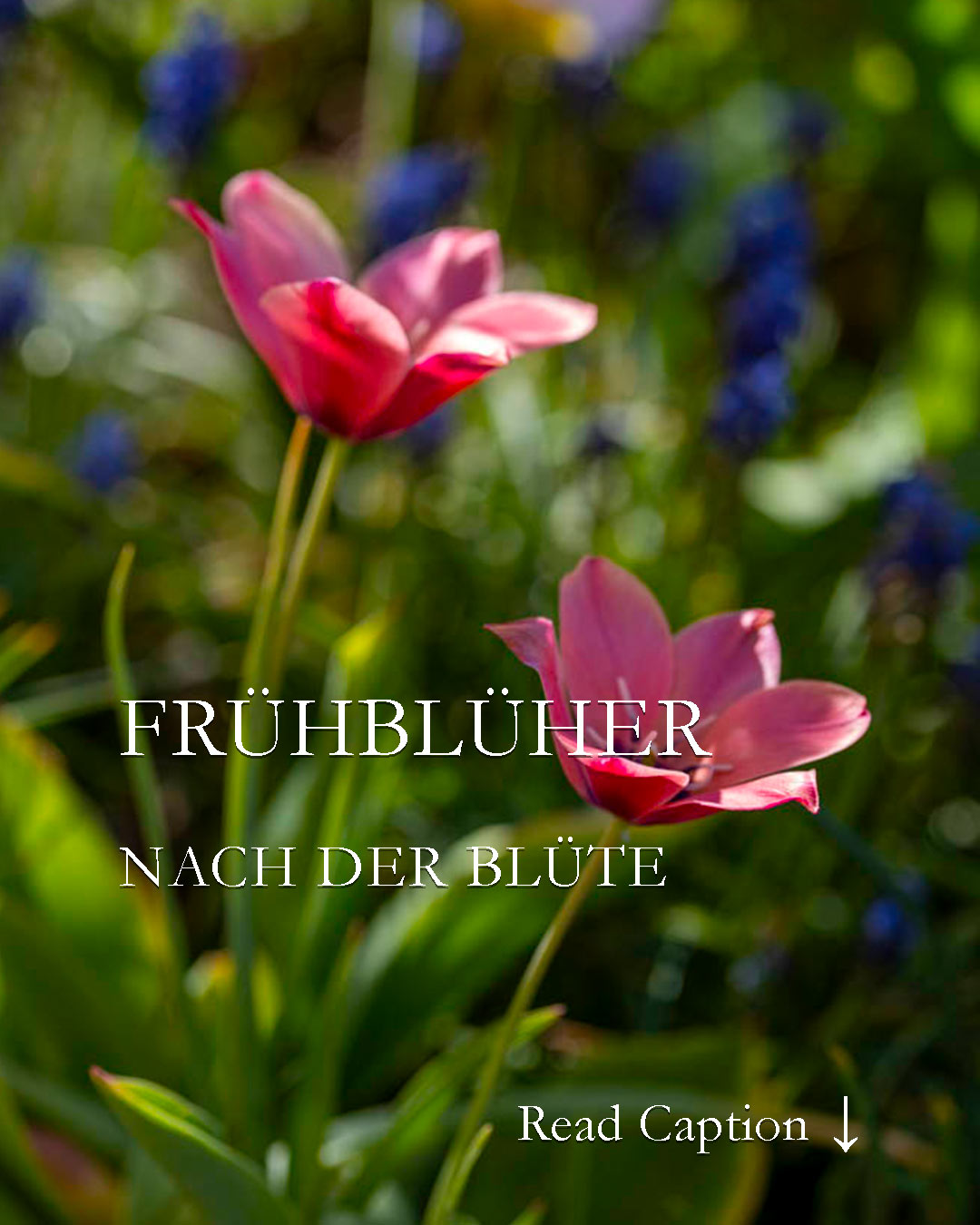 Frühblüher nach der Blüte

schneiden, pflegen oder einfach verwildern lassen

Die Zeit rast. Jetzt sind Frühblüher vorbei und machen Platz schaffen für Stauden und Sommerblumen.

+ Wildtulpen dürfen bleiben wie sie sind
+ Dauerhafte Tulpen Blütenstängel abschneiden.
+ Blühfaule Narzissen jetzt teilen.
+ Schneestolz, Blausternchen und Co. dürfen gerne verwildern.
+ Krokusse, Zwerg-Iris, Winterlinge, Schneeglöckchen: Blätter stehen lassen bis sie welken
+ Polsterstauden schneiden damit sie noch einmal blühen.
+ Traubenhyazinthen Samenstände ab und alles, was zu dicht steht.
+ Lenzrosen Blütenstiele abschneiden

Im Blog: Frühblüher nach der Blüte einfach lassen oder kontrollieren?

https://www.wo-blumenbilder-wachsen.de/fruehblueher-pflegen-nach-bluete/

Kurzlink: https://www.insbeet.de/fruehblueher_pflegen

#Frühling #Garten #Frühblüher #Tulpen #Narzissen