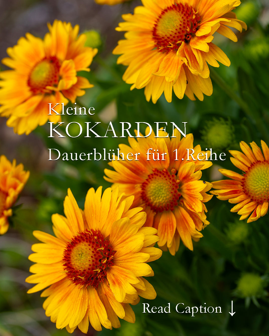 Kleine Kokarden

Die kleine Kokardenblume ist ein echter Dauerblüher für die 1. Reihe

+ ist standfest, auch am Hang
+ verträgt Hitze und Trockenheit
+ blüht durch bis zu Frost, vorausgesetzt Verblühtes wírd laufend und zeitnah ausgeputzt.
+ bienenfreundlich
+ mehrjährig, aber die hübsche Staude ist leider nicht sehr langlebig.
+ nach zwei drei Jahren lässt sie deutlich nach, dann teilen und in frische Erde pflanzen.
+ wächst auch in Betonpflanzsteinen.

Kleine Kokarden wie diese 'Arizona Apricot' gibt es meiner Erfahrung nach selten im Handel, aber man kann sie einfach im März im Haus vorziehen.

++ Samen ernten nicht vergessen.

Im Blog: Kokardenblume, kleiner Dauerblüher für die 1. Reihe
https://www.wo-blumenbilder-wachsen.de/kleine-kokardenblume-dauerblueher/

Kurz: https://www.insbeet.de/Kokarden

#stauden #perennial #garten #blumenbeet #gartenliebe #gartenglück #lebenmitblumen #staudenbeet #astern #kokarden #gartenblog #gardening #pflanzen #gärtnern #gardeninspiration #blumen #instagarden #Aussaat #blume #blüten #naturliebe #gelb #lebenmitblumen #lumixphotography
