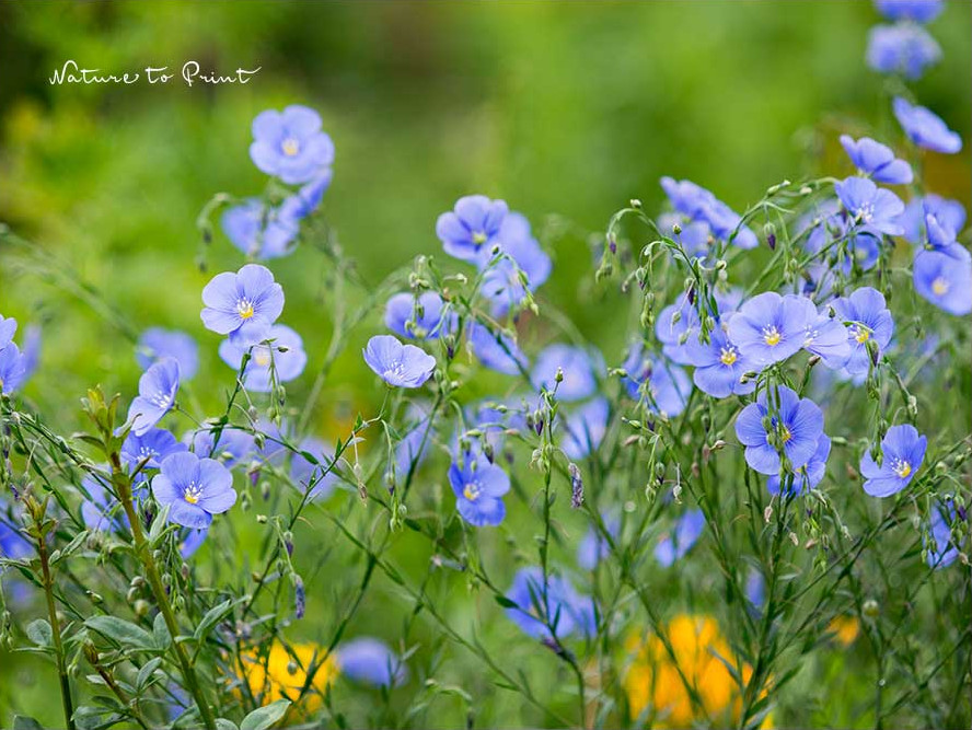 Blauer Staudenlein im Garten 