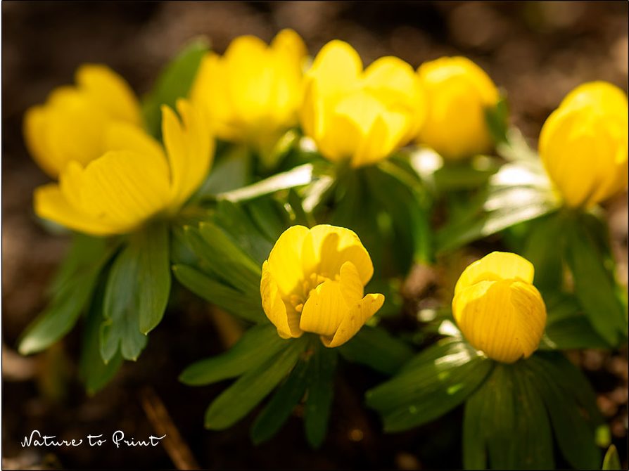 Winterlinge öffnen nur bei Sonnenschein ihre sonnengelben Blüten Winterlinge öffnen nur bei Sonnenschein ihre sonnengelben Blüten