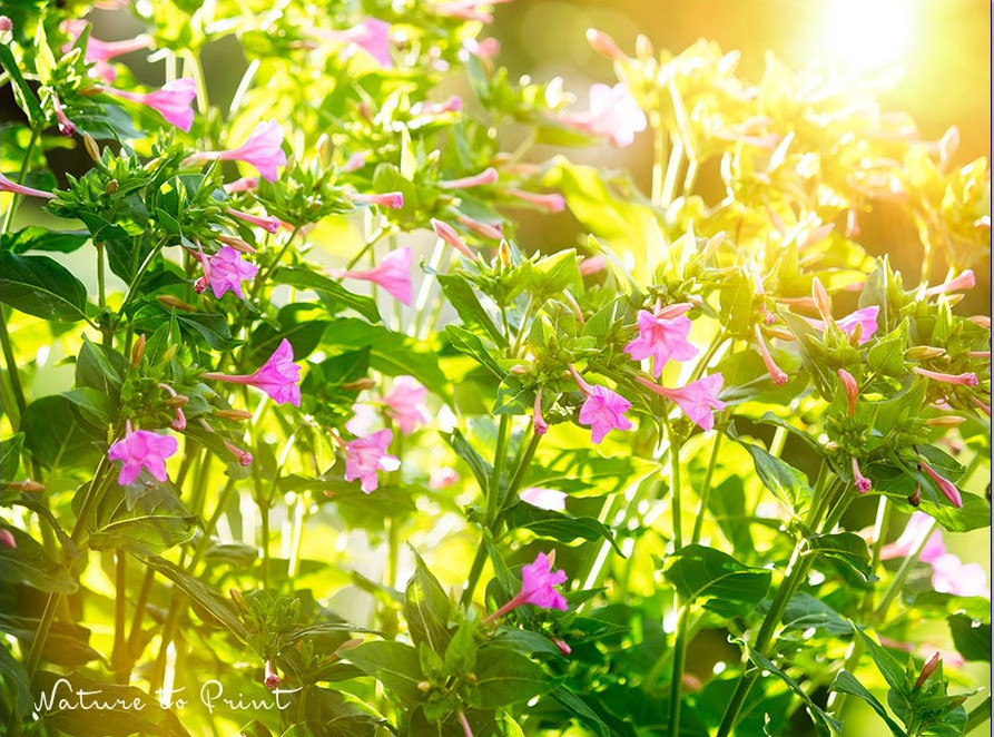 Wunderblume begeistert durch kräftigen Wuchs und Blütenfülle