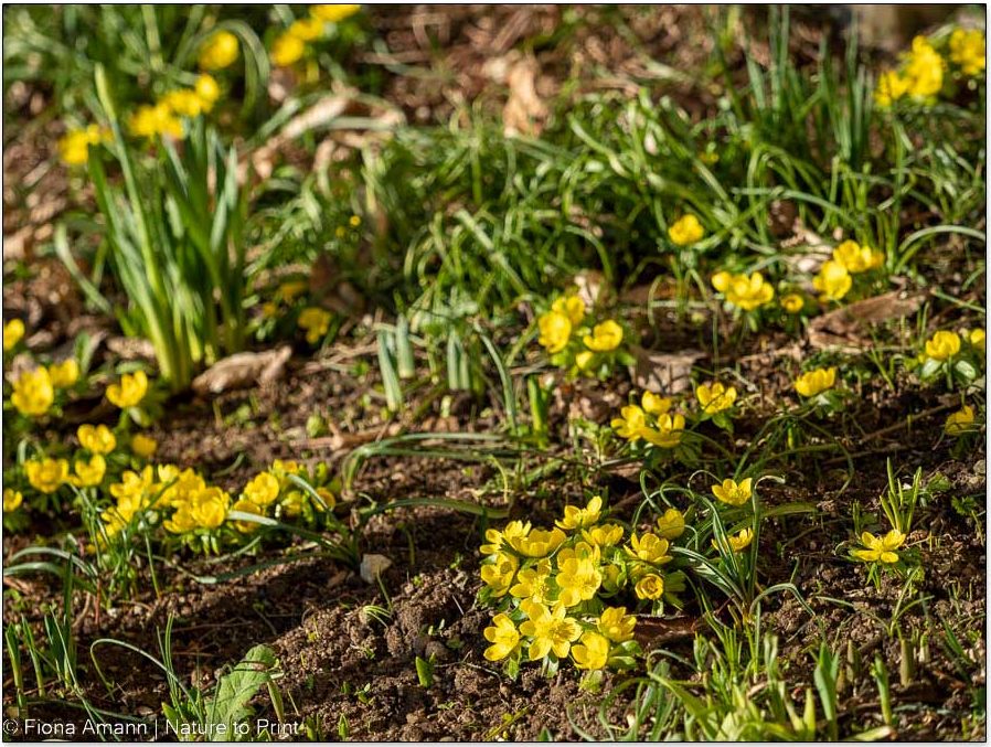 Wenn andere Frühblüher erst zaghaft Grünes zeigen, blühen Winterlinge bereits Winterlinge. Liebenswerte Hoffnungsträger im naturnahen Garten.