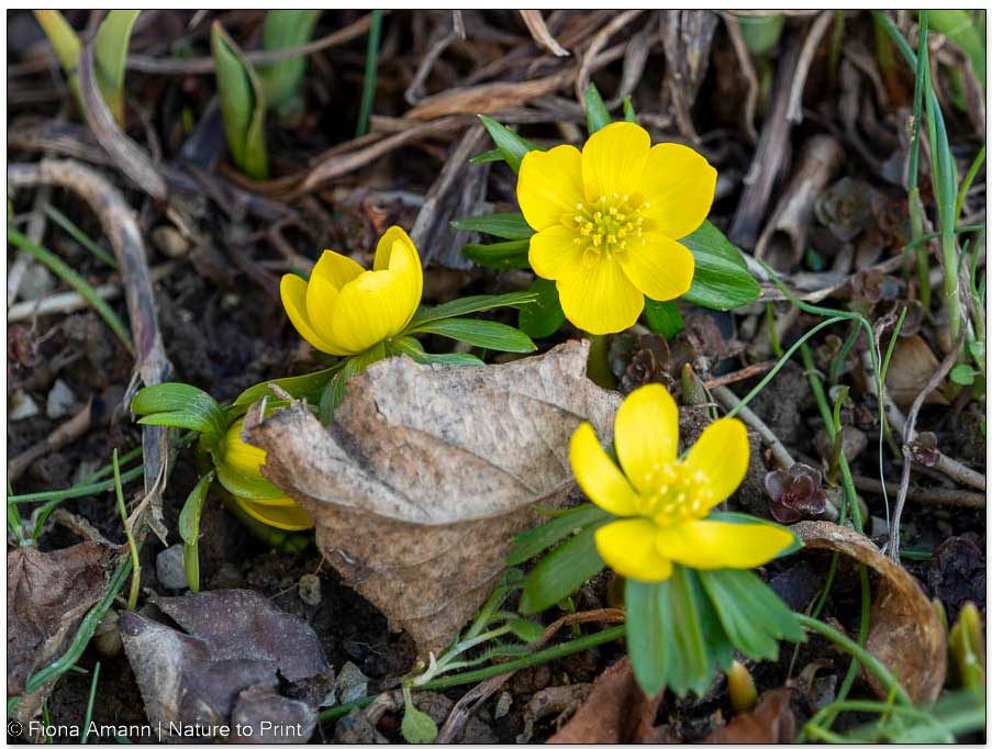 Winterlinge erscheinen in kleinen Tuffs Erst erscheinen kleine Tuffs der Winterlinge, später machen sie alles Gelb