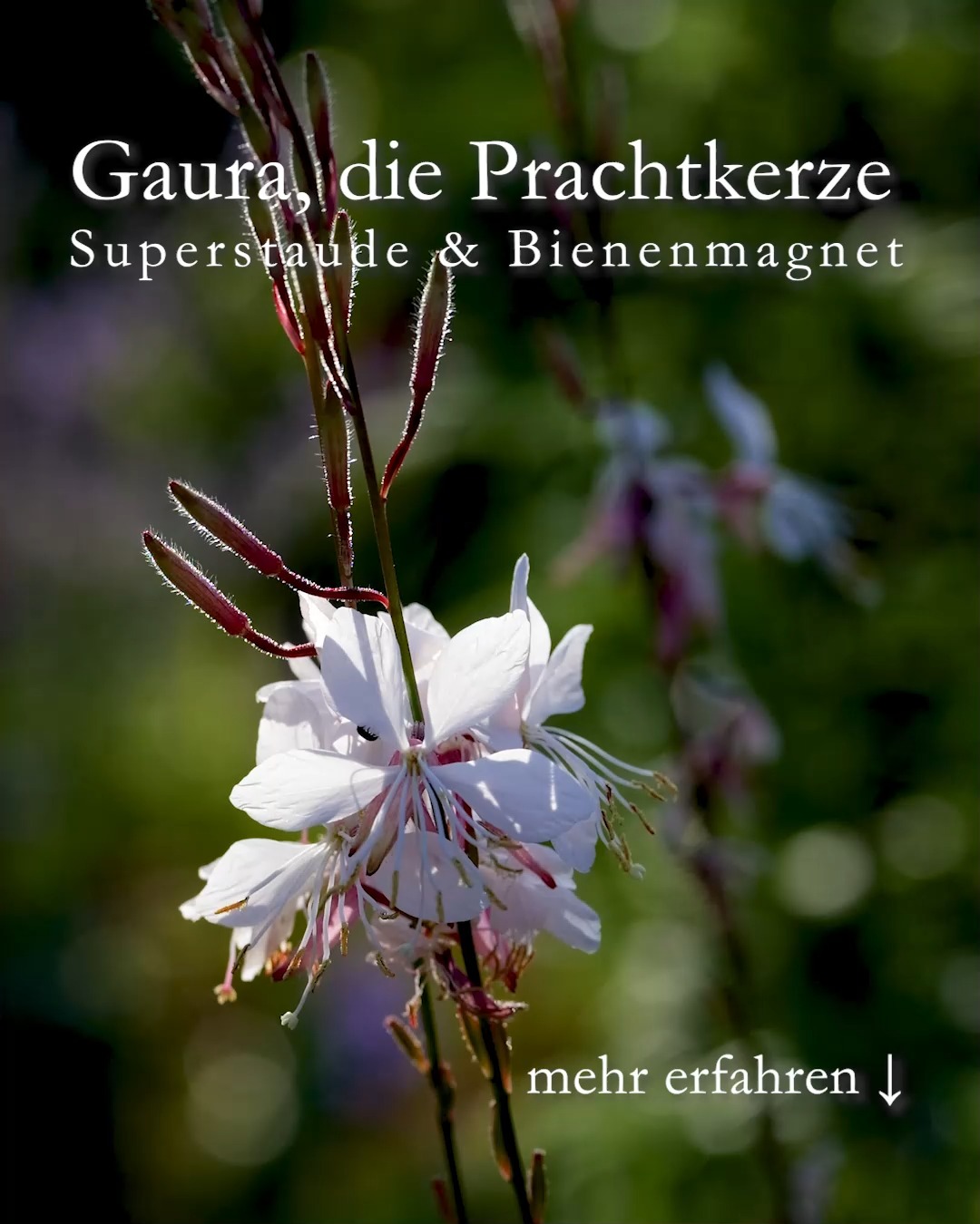 Gaura, die Prachtkerze
Superstaude & Bienenmagnet für extreme Sonnenlagen

Gaura lindheimerii aka Prachtkerze aka Präriekerze ist eine Staude der Superlative. Sie ist extrem hitzetolerant, kommt ohne zusätzlichliches Gießen aus, zieht Bienen und Schmetterlinge an und braucht keinerlei Pflege.

Es gibt rosa und weiß blühende Sorten, wobei meiner Erfahrung nach rosa Gauras im Garten leider nicht sehr langlebig sind. Weiße Gauras bleiben dagegen gerne für immer und vermehren sich zuverlässig durch Selbstaussaat.

Standort: volle Sonne, je luftiger, desto besser
Boden: sehr durchlässig, kiesig, sandig, nährstoffarm, trocken

+ Dauerblüher ab Juni bis zum Frost
+ enorme Fernwirkung
+ Vasenschnitt möglich

Pflege:

+++ NICHT düngen
+++ NICHT gießen, auch nicht bei lang anhaltender Trockenheit
+++ NICHT ausputzen

+ Kürzen Sie abgeblühte Blütenstiele Juli / August um ein Drittel, dadurch wird ein Neuaustrieb forciert.

Weiße Prachtkerzen sind am richtigen Standort winterhart!

+++ Im Spätherbst bodentief abschneiden
+++ Kein Winterschutz nötig

Am richtigen Standort besteht keine Gefahr durch

+ Schädlinge
+ Schnecken
+ Krankheiten

Vermehrung durch

+ Stecklinge halbreifer Blütentriebe, zuvor Blüten abschneiden
+ Sämlinge wachsen ab Mai rund um die Mutterpflanze
+ Aussaat REIFER Samen

Ich empfehle auf Sämlinge im Garten zu warten. Sie erscheinen zuverlässig und sind an ihren spitzen, gepunkteten Blättern leicht zu erkennen. Sämlingsfotos und Tipps zur Vermehrung im Blog:

Gaura, die Prachtkerze, markanter Dauerblüher für extrem trockene Sonnenlagen
https://www.wo-blumenbilder-wachsen.de/prachtkerze-gaura-lindheimeri/

Kurzlink: https://www.insbeet.de/Prachtkerze

#Prachtkerze #Gaura #Stauden #hitze #klimawandel #garten #gartentipps #gartenwissen #blumen #blumenfotografie #lumixphotography #lebenmitblumen