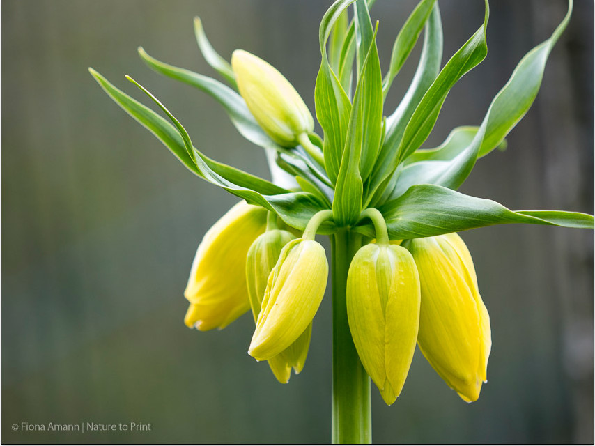 Knospen einer gelben Kaiserkrone im Garten von Nature to Print