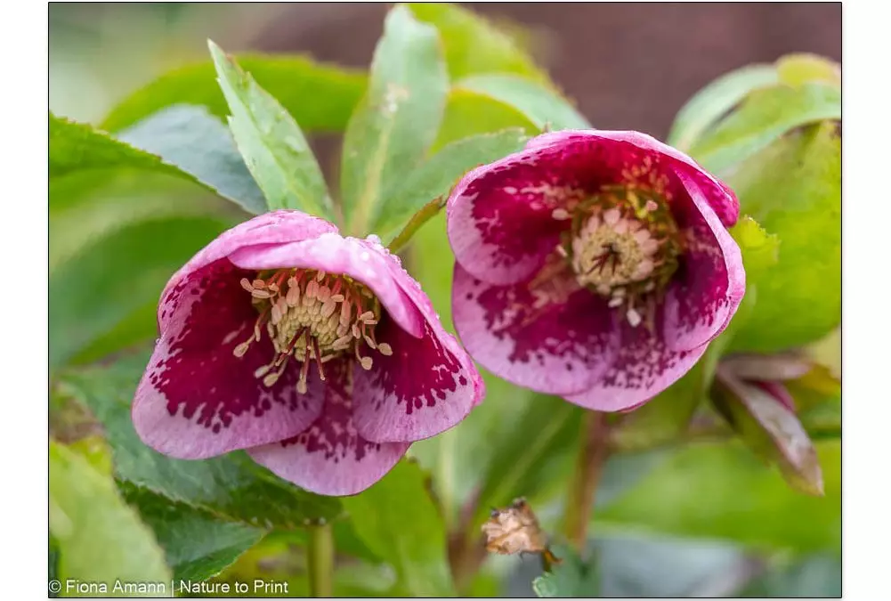 Lenzrosen Mythen, Märchen & Pflege zauberhafter Helleborus orientalis