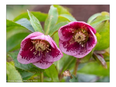 Lenzrosen. Mythen & echtes Pflanzenwissen über Helleborus