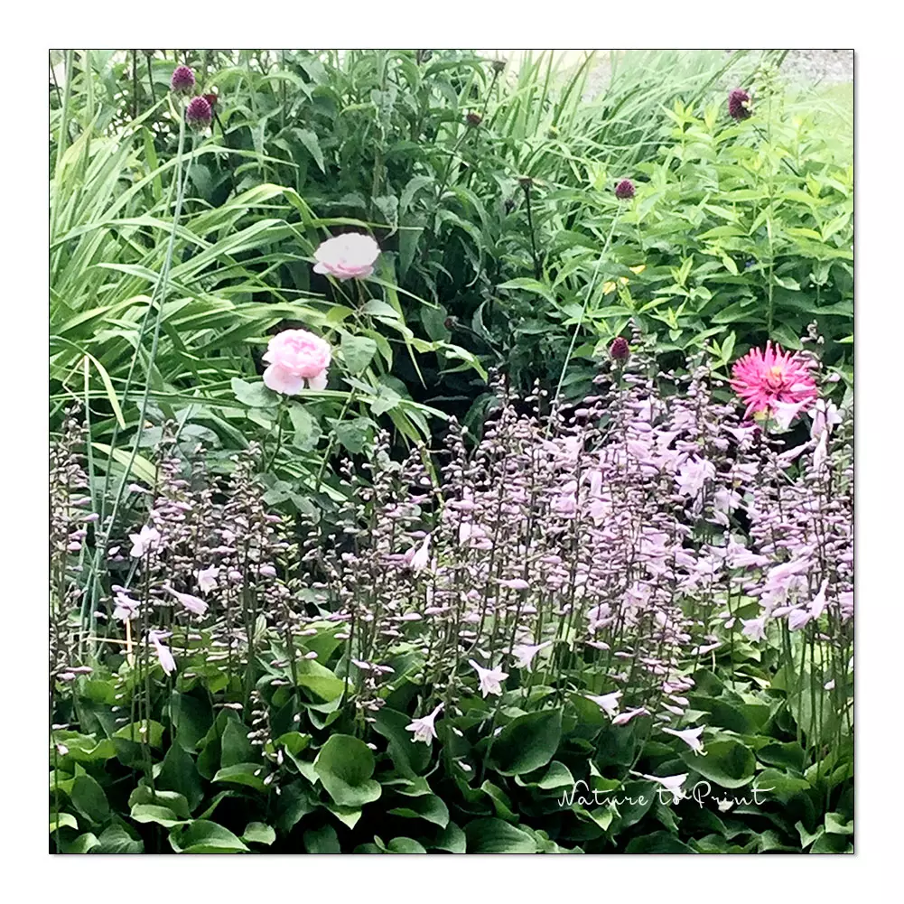 Englische Rosen unterpflanzen mit Mini-Hostas aus der Mouse-Kollektion