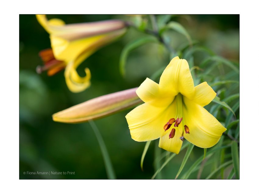 Trompetenlilie Golden Splendour mit großen gelben Blüten